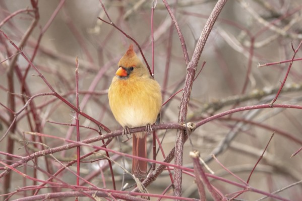 Female Cardinal On Pussy Willow  Print